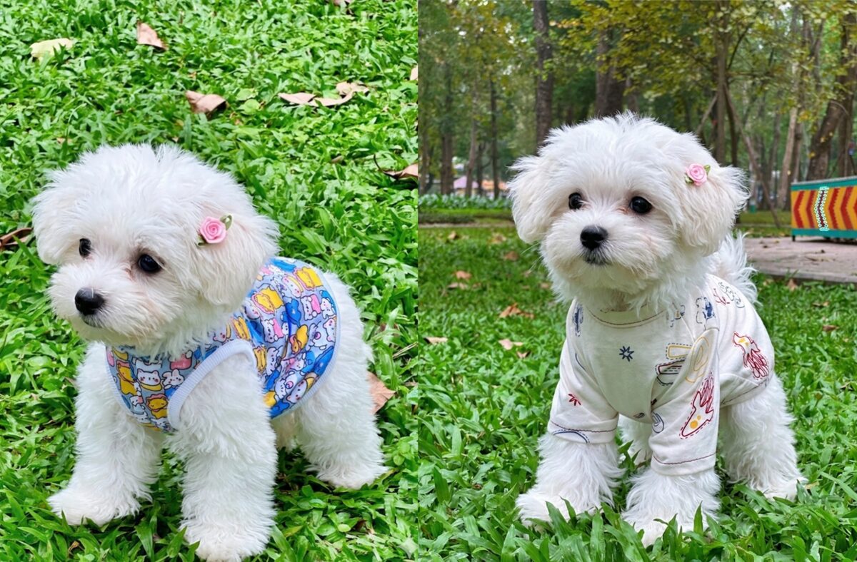 Sản phẩm đồ thú cưng của học viên Luvinus 6